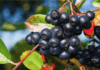 Aronia: beneficiile unui super fruct prea putin cunoscut