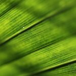 inima verde semnificatie