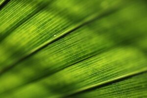 inima verde semnificatie