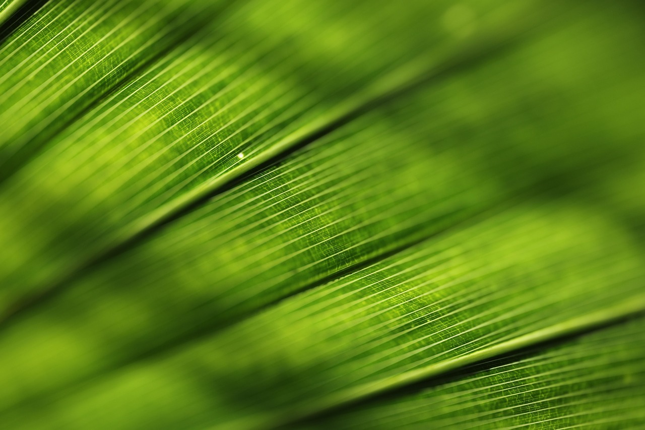 inima verde semnificatie