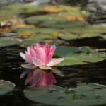 lotus semnificatie