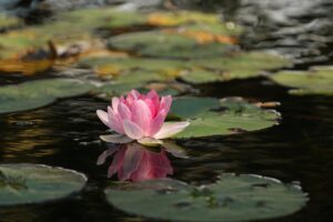 lotus semnificatie
