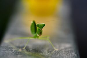 calugarita insecta semnificatie spirituala
