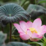 floare de lotus semnificatie