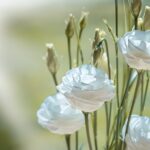 inima alba semnificatie