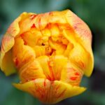 semnificatie flori