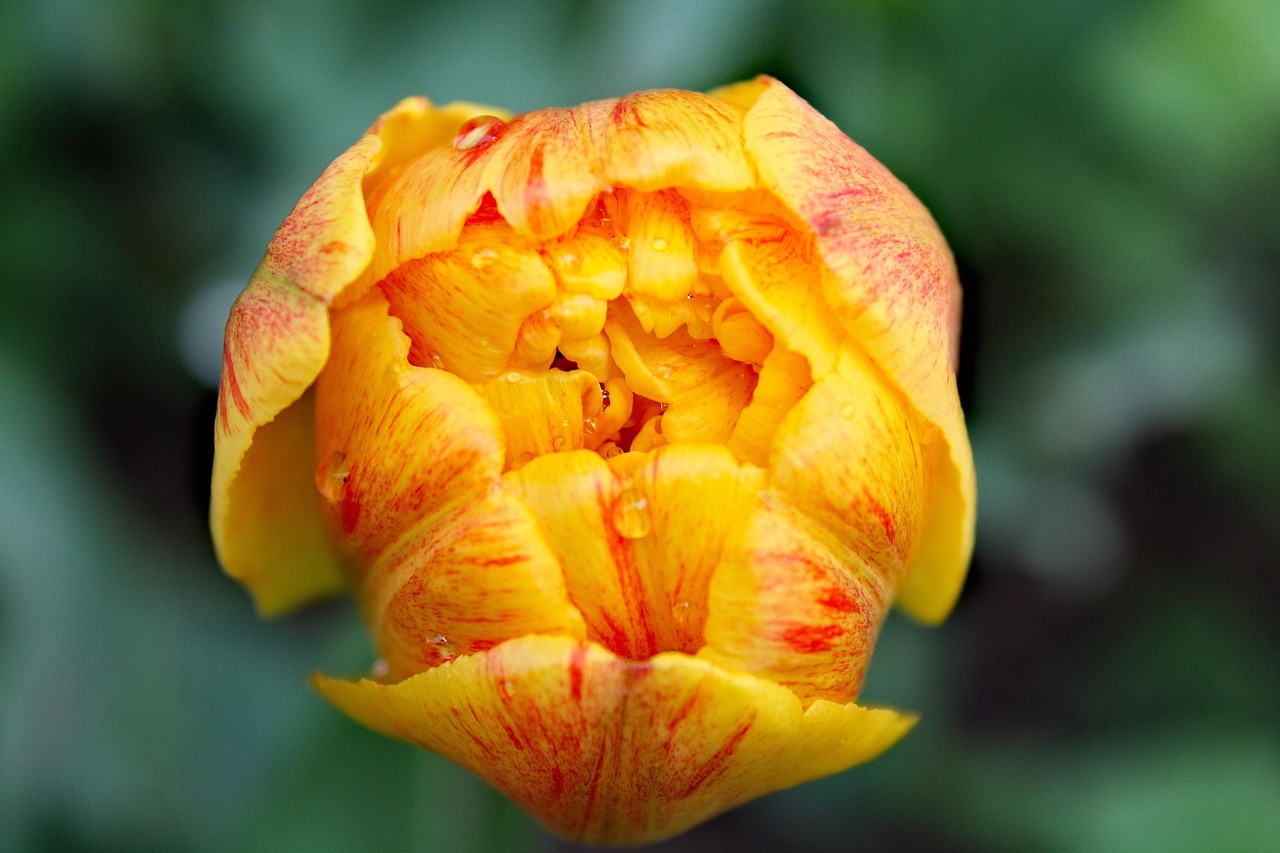semnificatie flori