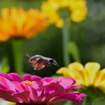 pasarea colibri semnificatie