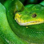 culoarea verde semnificatie psihologica
